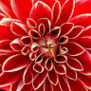 Meet your Posher, Jacqueline